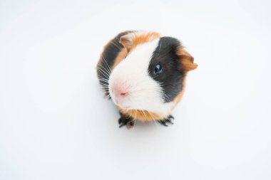 Beyaz arka planda Komik Kobay