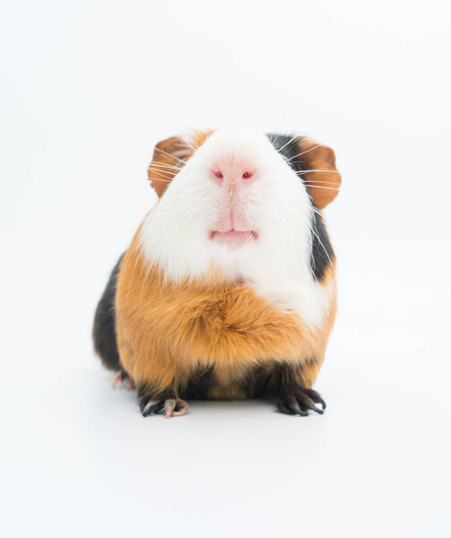 funny guinea pig on white background