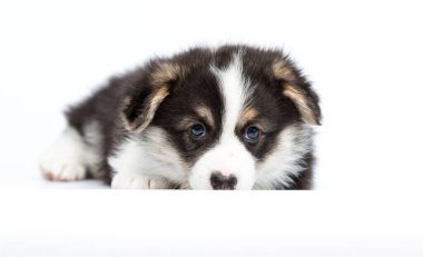 Beyaz arka planda yatan üzgün Galli mantar yavrusu.