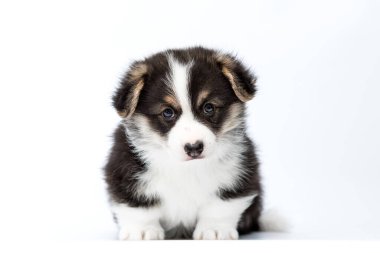 Portre köpek yavrusu Welsh Corgi beyaz arka planda tam boy oturur