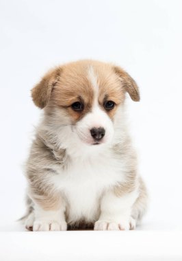 Beyaz arka planda gülümseyen sinsi köpek yüzlü.