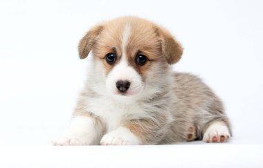 Pembroke Welsh Corgi yavrusu beyaz arka planda uzanmış kameraya bakıyor.