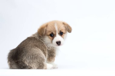 Kırmızı Galli mantar yavrusu poposuyla oturur ve beyaz arka plandaki kameraya bakar.