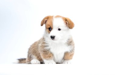 Kırmızı ve beyaz köpek yavrusu beyaz arka planda yan bakıyor Galler Corgi Pembroke