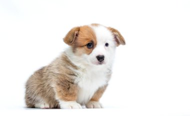 Kırmızı ve beyaz köpek yavrusu oturur ve beyaz arka plandaki kameraya bakar. Galli Corgi Pembroke cinsi.