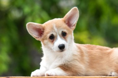 Yazın yeşil çimlerin üzerinde küçük Galler Corgi Pembroke köpeği