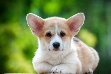 Yazın yeşil çimlerin üzerinde küçük Galler Corgi Pembroke köpeği