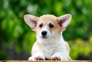 Yazın yeşil çimlerin üzerinde küçük Galler Corgi Pembroke köpeği
