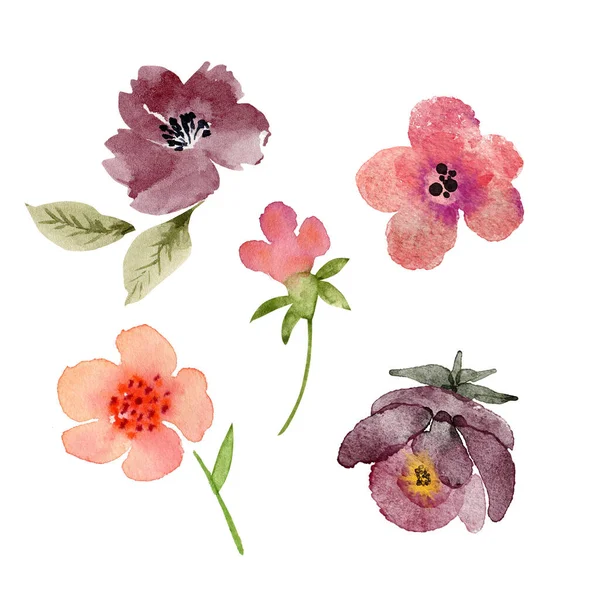 Botanical Set Watercolor Illustrations Flowers Plants White Background Hand Painted — Foto Stock