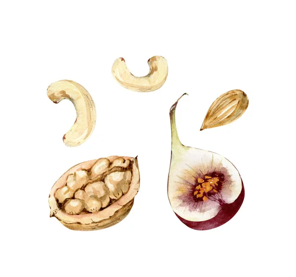 Set Van Noten Fruit Vijg Fruit Aquarel Illustratie — Stockfoto