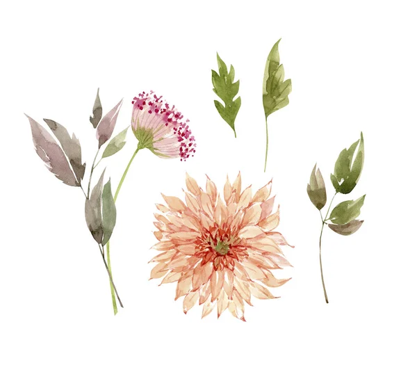 Set Watercolor Illustrations Pink Flowers Plants White Background Hand Painted — Stockfoto