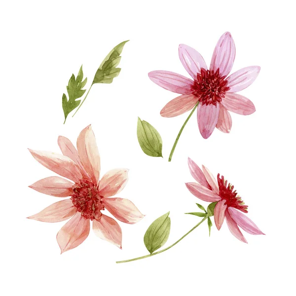 Набір Акварельних Ілюстрацій Рожевих Квітів Білому Тлі Рука Пофарбована Дизайн — стокове фото