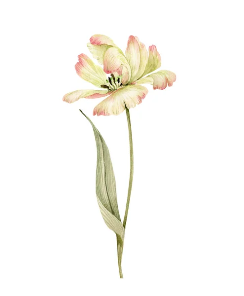 Fleur Tulipe Jaune Illustration Aquarelle Isolée Sur Fond Blanc — Photo