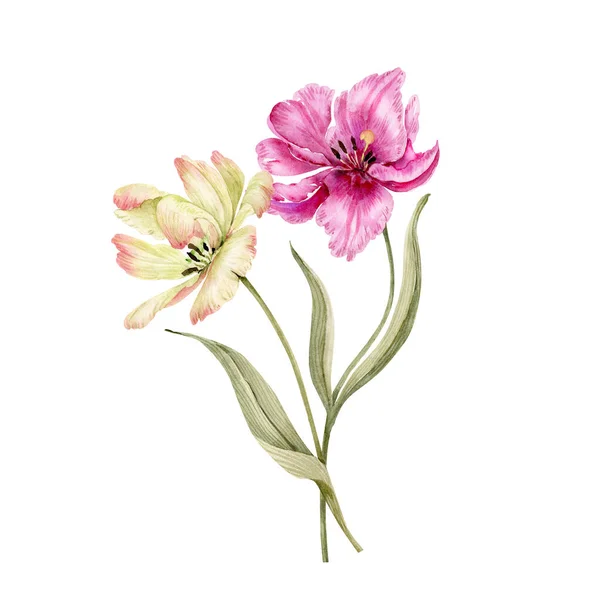 Tulipano Fiori Bouquet Acquerello Illustrazione Isolato Sfondo Bianco — Foto Stock