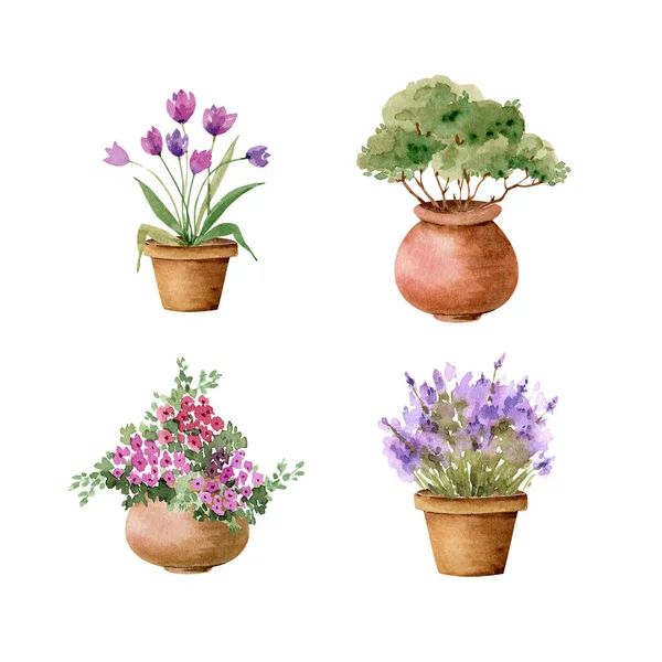 鉢や植物の庭の花のセット白い背景に描かれた水彩画 — ストック写真