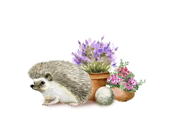 Animal Hedgehog Garden Flowers Pots Watercolor Illustrations White Background — Stock Photo, Image