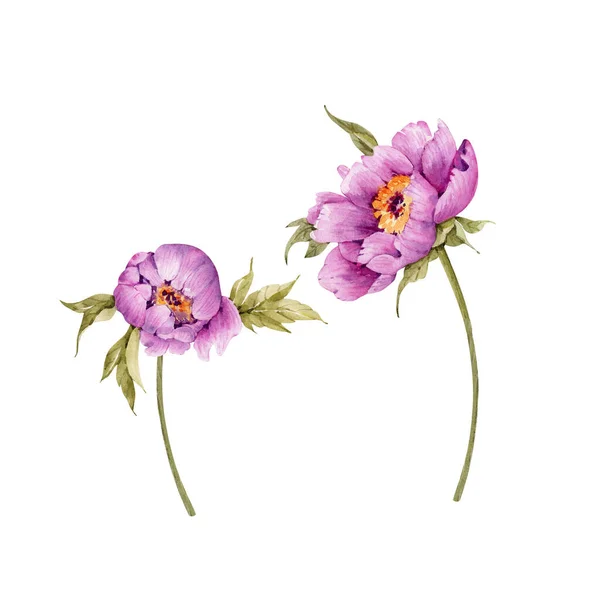 Set Van Roze Pioenrozen Bloemen Aquarel Illustratie Witte Achtergrond — Stockfoto