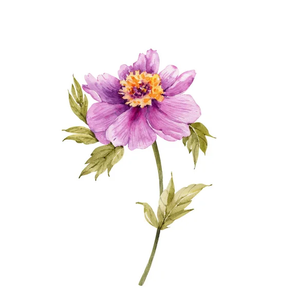 Roze Pioenroos Bloem Aquarel Illustratie Geïsoleerd Witte Achtergrond — Stockfoto