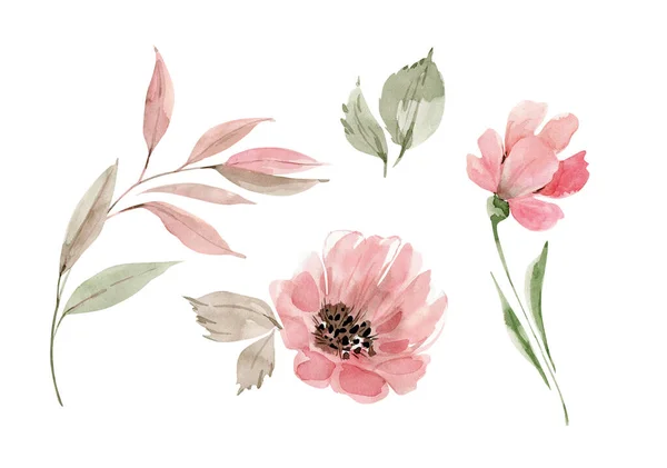 Набір Акварельних Ілюстрацій Рожевих Квітів Рослин Білому Тлі Рука Пофарбована — стокове фото