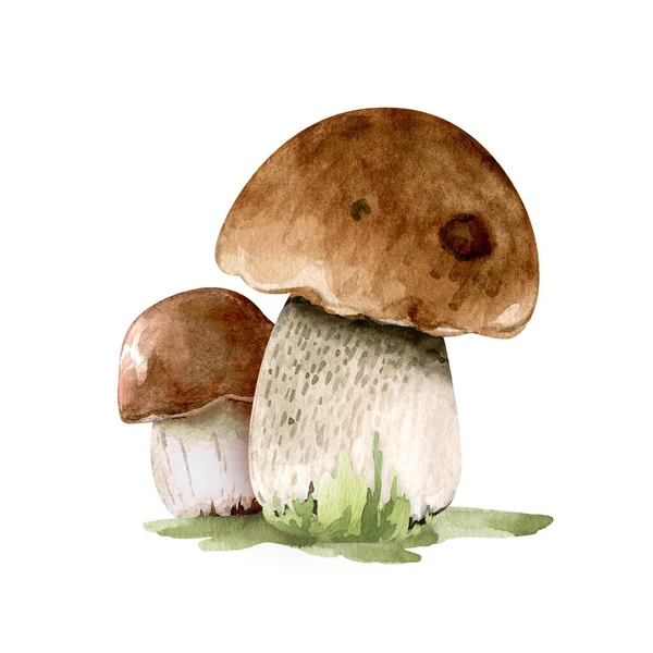 Ilustração Aquarela Cogumelos Marrons Comestíveis Grama Com Base Fundo Branco — Fotografia de Stock