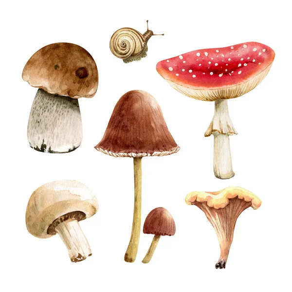 Conjunto Ilustrações Aquarela Cogumelos Florestais Fundo Branco Pintados Mão — Fotografia de Stock