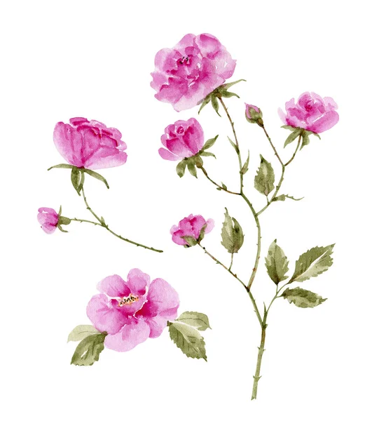 白色背景的一组粉红色花园玫瑰 水彩画手绘 — 图库照片