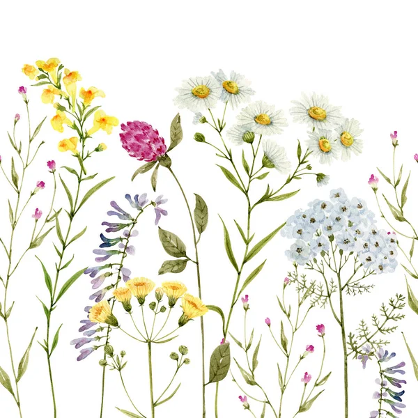 Borda Sem Costura Flores Silvestres Plantas Fundo Branco Ilustração Aquarela — Fotografia de Stock