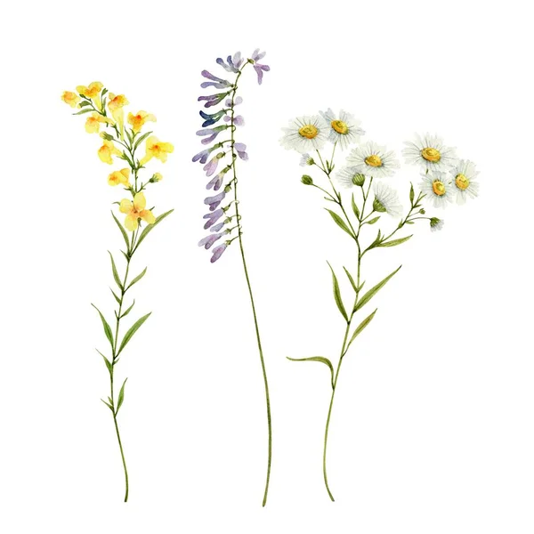 野の花 水彩画セット — ストック写真
