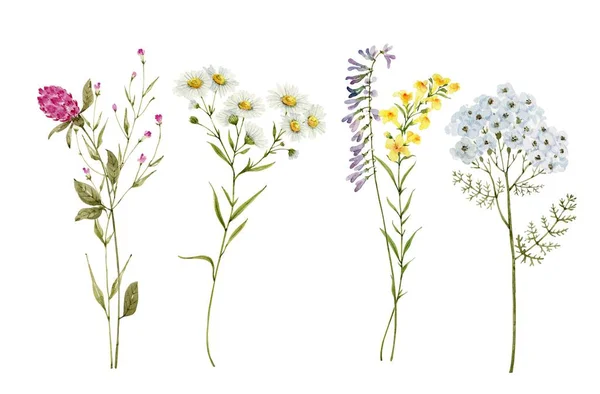 野生の花の花束のセット水彩イラスト — ストック写真
