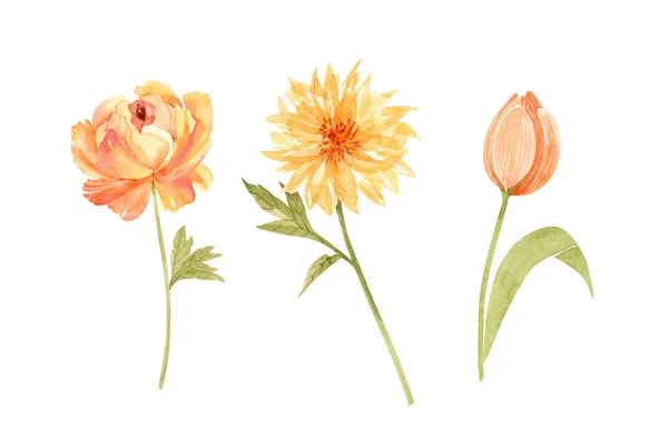 Uppsättning Akvarell Illustrationer Gula Blommor Vit Bakgrund Handmålade För Design — Stockfoto
