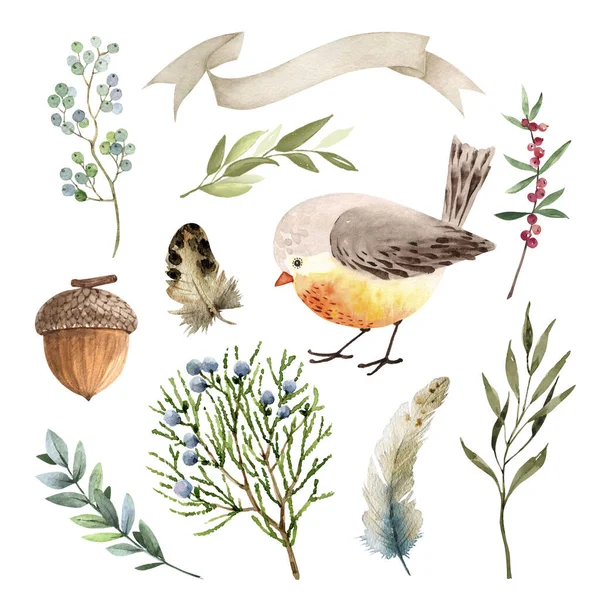 Set Botanico Piante Uccelli Sfondo Bianco Primo Piano Illustrazione Acquerello — Foto Stock