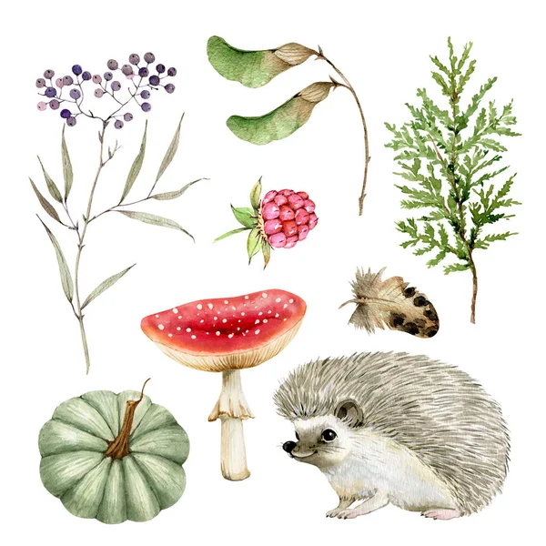 Növények Gombák Állatok Botanikus Készlete Fehér Alapon Közelkép Akvarell Illusztráció — Stock Fotó