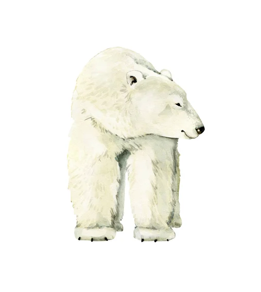 Animal White Polar Bear Watercolor Illustration — Stock Photo, Image