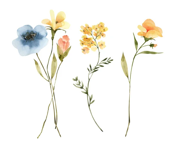 Нежные Дикие Цветы Растения Набор Акварельных Иллюстраций — стоковое фото