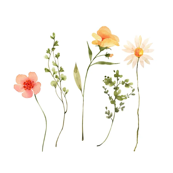 Delikata Vilda Blommor Och Växter Akvarell Illustration Set — Stockfoto