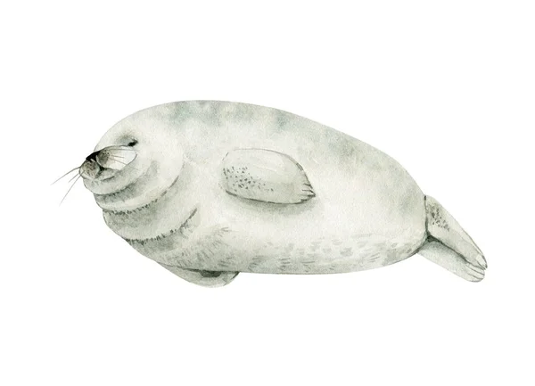 Cute Sea Seal Lying Watercolor Illustration — Stock Photo, Image