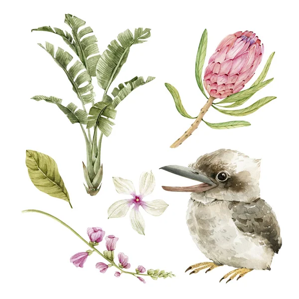 Serie Botanica Illustrazioni Acquerello Fiori Tropicali Piante Uccello Kookaburra Australiano — Foto Stock