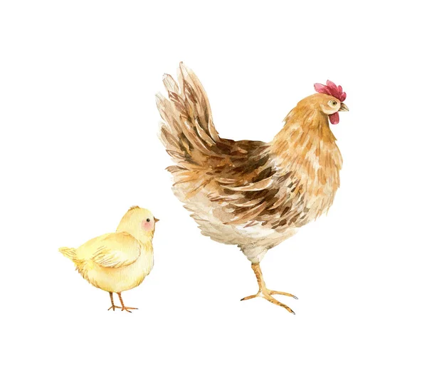Vogelhuhn Und Gelbe Küken Aquarell Illustration Isoliert Auf Weißem Hintergrund — Stockfoto