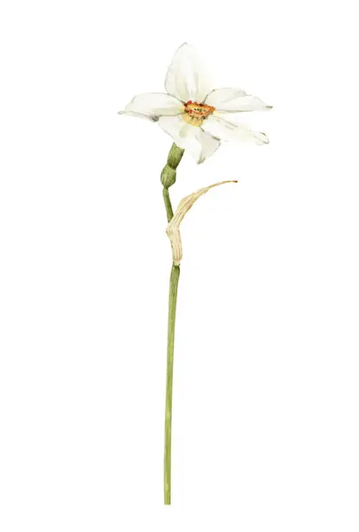 Fiore Narciso Bianco Primaverile Illustrazione Acquerello — Foto Stock
