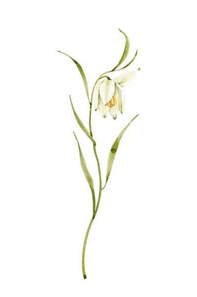 Ilustración Acuarela Una Flor Blanca Primavera Pintado Mano Para Bodas — Foto de Stock