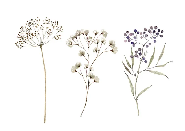 Akvarell Set Med Botaniska Växter Och Bär Handmålade — Stockfoto