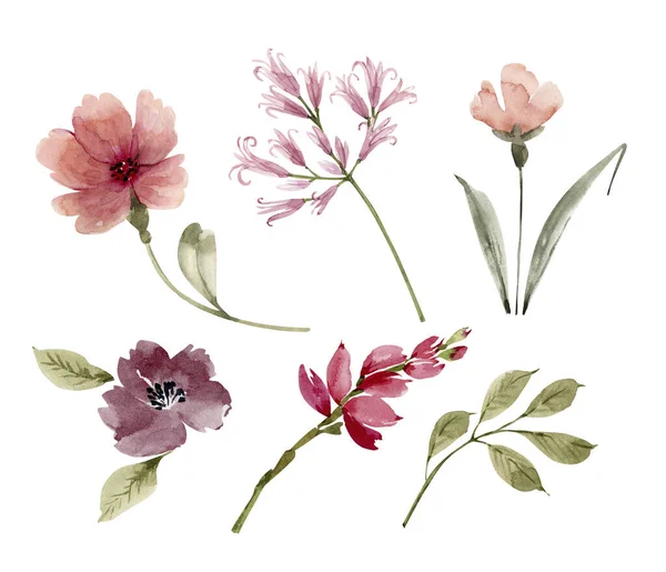 Różowe Kwiaty Rośliny Zestaw Ilustracji Akwarela — Zdjęcie stockowe