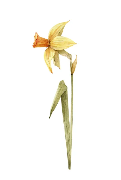 Giallo Primavera Narciso Fiore Acquerello Illustrazione — Foto Stock