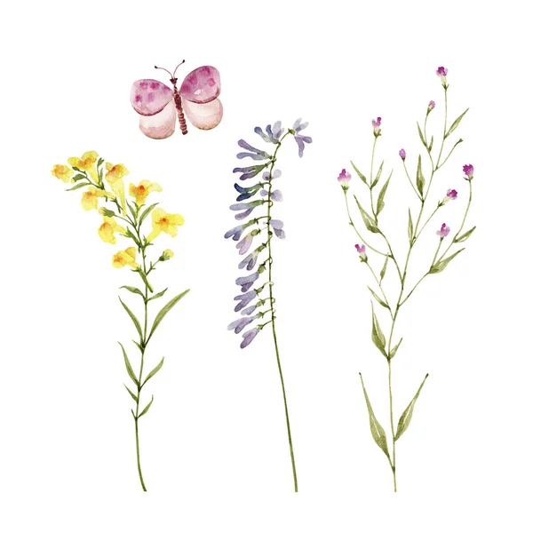Ensemble Illustrations Aquarelles Fleurs Sauvages Avec Papillon Sur Fond Blanc — Photo