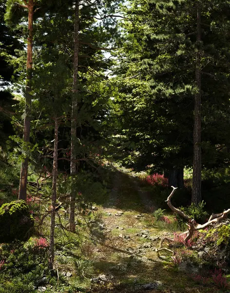 夏日森林里的小路 3D插图 图库图片
