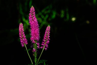 Royal Pembe Speedwell 'in Macro çekimi
