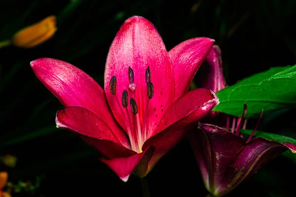 Egy Lila Liliom Virág Közelsége — Stock Fotó