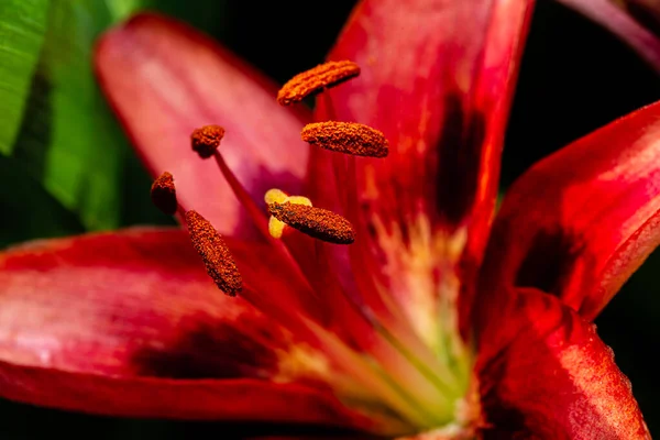 Makró Felvétel Egy Vörös Liliom Virág Belsejéről — Stock Fotó