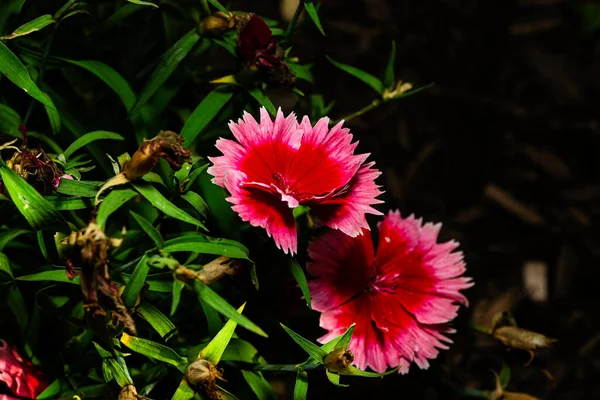 两朵盛开的菊花的宏观调控 — 图库照片