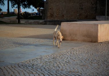 Lagos caddesinde yürüyen altın sokak köpeği